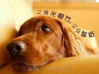 11.11光棍节告别单身大全