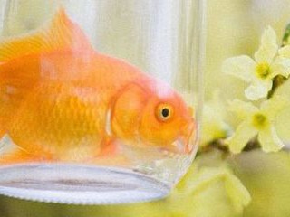 文艺唯美意境个性签名大全 沾的一身桃花落