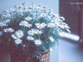 好听的英文空间说说带翻译最新版 going to find my heart